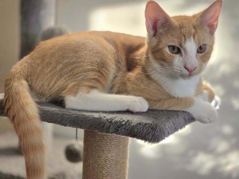 Confident & Playful Ginger Tabby Kitten – Ready for Adoption! PAWSITIVE RESCUE Carousel 3