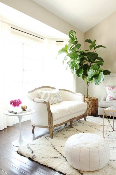 Fiddle-leaf fig - 25L62933721054977114