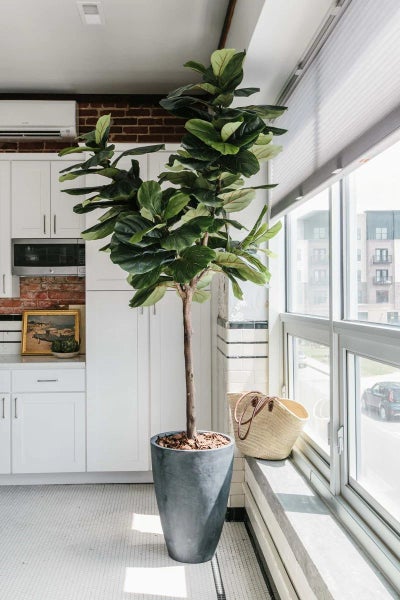 Fiddle-leaf fig - 25L62933721054977113