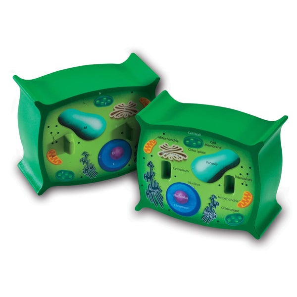 Learning Resources Cross-Section Plant Cell Model, Plant Anatomy, Science Classr Carousel 1