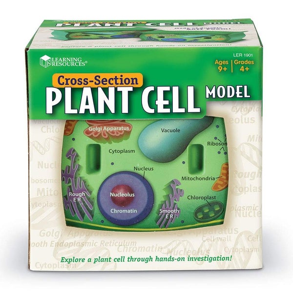 Learning Resources Cross-Section Plant Cell Model, Plant Anatomy, Science Classr Carousel 2