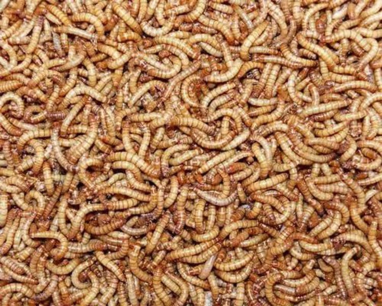 1000 Medium Mealworms Carousel 1