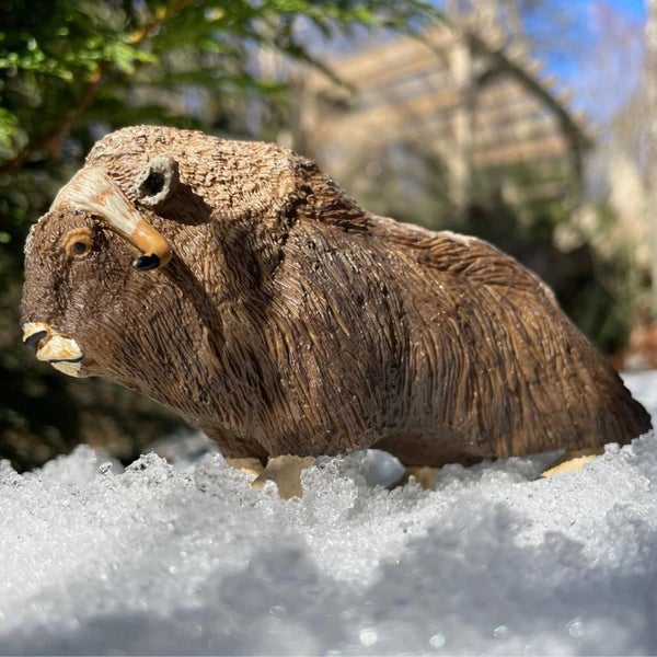 Safari Ltd. Muskox Figurine - Detailed 3.5" Plastic Model Figure - Educational A Carousel 2