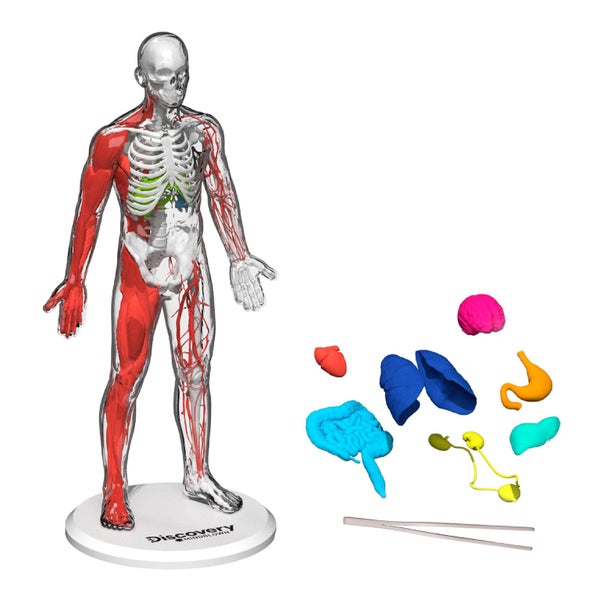 Discovery?Mindblown 3D Human Anatomy 28-Piece Biology Model with Glow-in-The-D Carousel 1