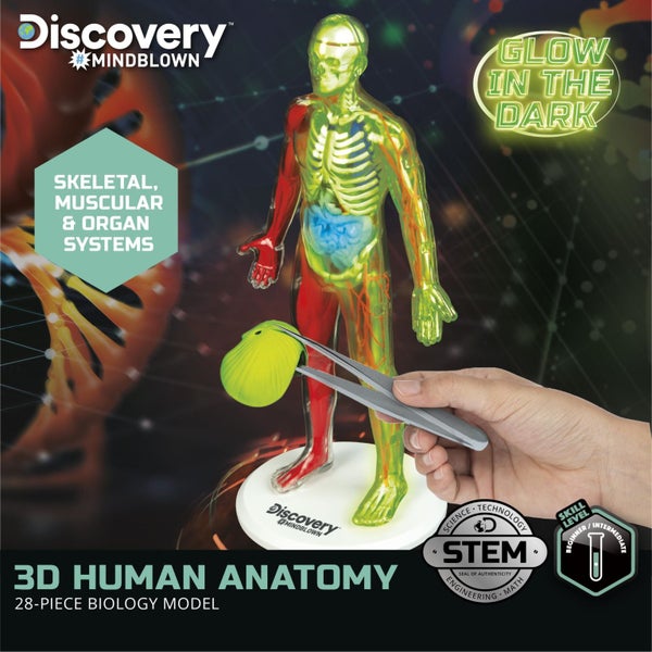 Discovery?Mindblown 3D Human Anatomy 28-Piece Biology Model with Glow-in-The-D Carousel 2