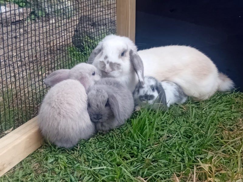 Adorable Purebred Minilop Babies - Ready May Carousel 2