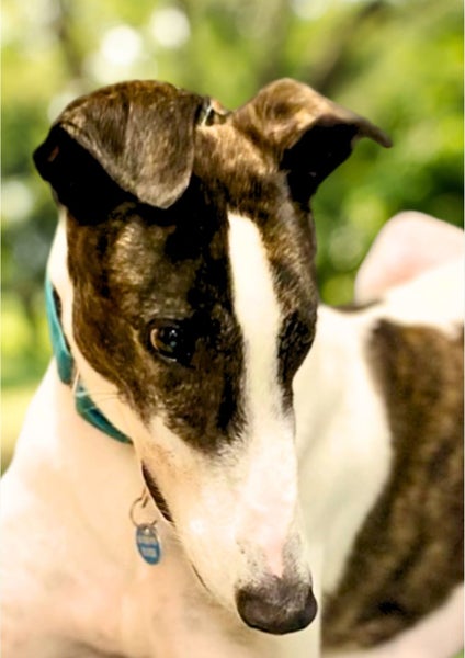 Meet River (More Proof) – Your Charming Adventure Buddy Carousel 15