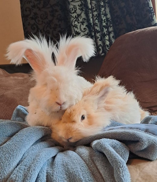Angora Bunnies Carousel 2