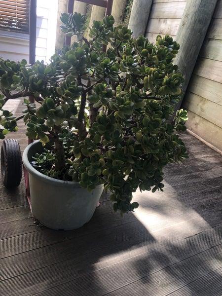 Large Jade Plant (Money Plant) Carousel 1