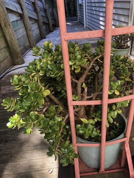 Large Jade Plant (Money Plant) Carousel 2