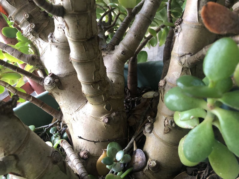 Large Jade Plant (Money Plant) Carousel 5