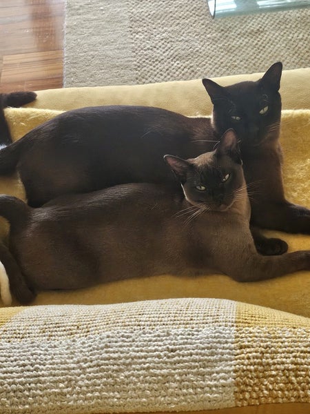 Lost Burmese dark brown small female cat from Waiheke Island 26th Feb 2025 Carousel 1