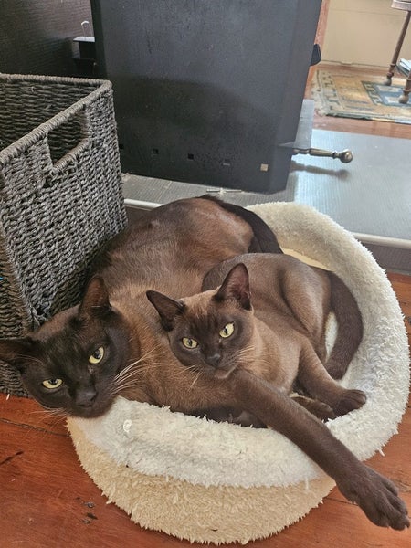 Lost Burmese dark brown small female cat from Waiheke Island 26th Feb 2025 Carousel 2