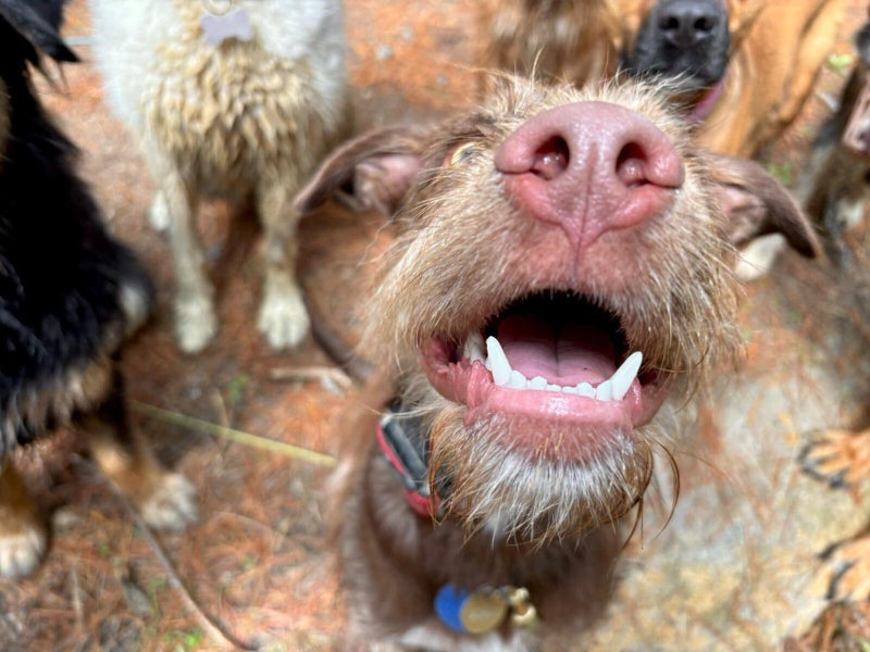 Gomez Rescue Dog - CDRRNZ Carousel 2