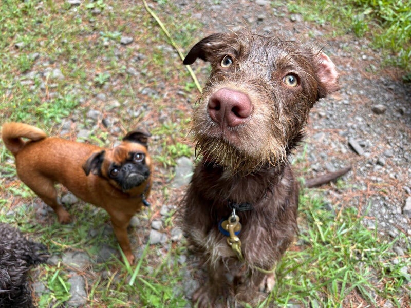 Gomez Rescue Dog - CDRRNZ Carousel 1