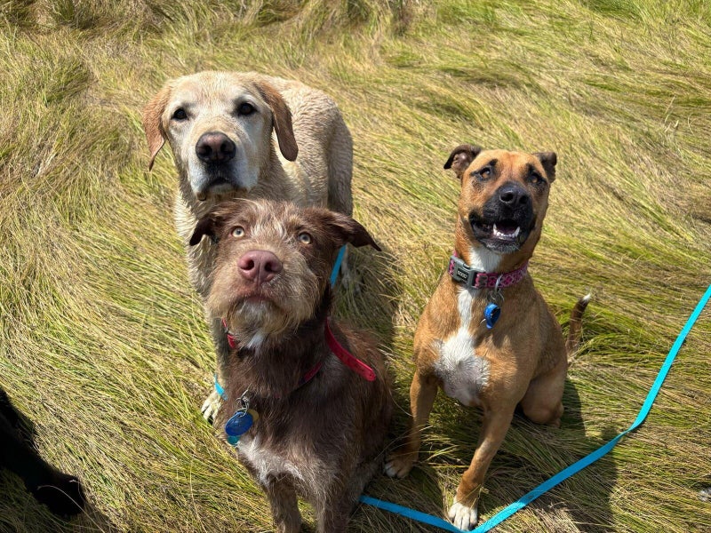 Gomez Rescue Dog - CDRRNZ Carousel 3