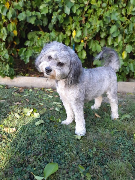 Marnie Rescue Dog - CDRRNZ Carousel 2