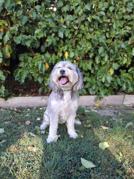 Marnie Rescue Dog - CDRRNZ Carousel 3