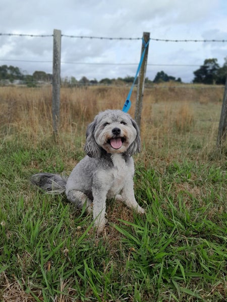 Marnie Rescue Dog - CDRRNZ Carousel 1