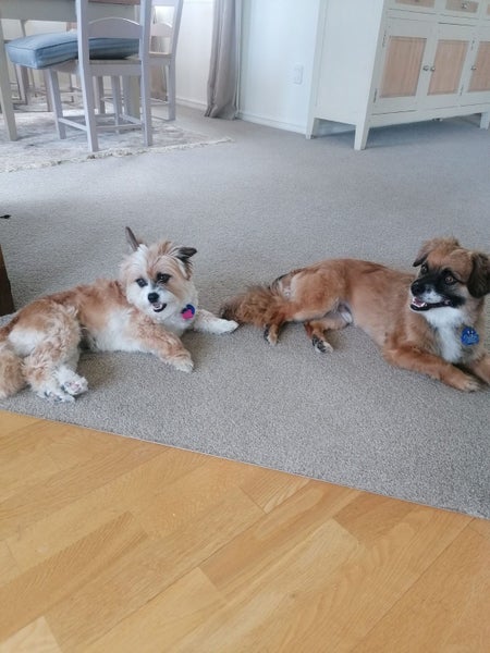 Raven & Marlin Rescue Dog - CDRRNZ Carousel 1
