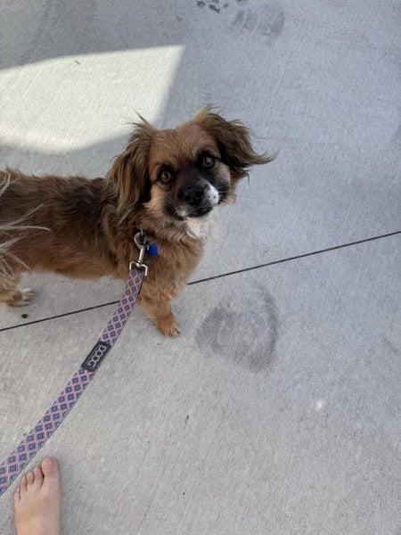Raven & Marlin Rescue Dog - CDRRNZ Carousel 2