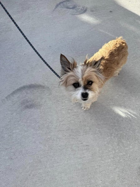 Raven & Marlin Rescue Dog - CDRRNZ Carousel 4
