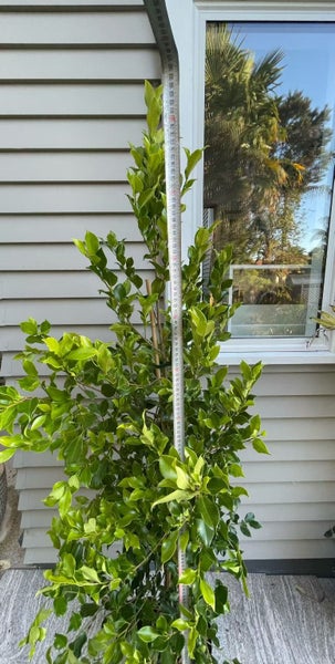 Ficus Tuffy - 17L62933721060226111