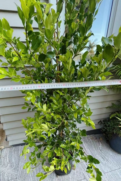 Ficus Tuffy - 17L62933721060226112