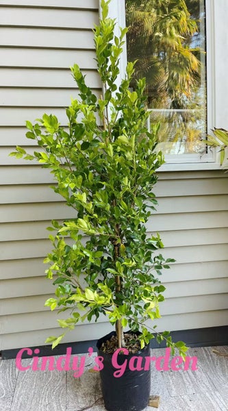 Ficus Tuffy - 17L629337210602261119