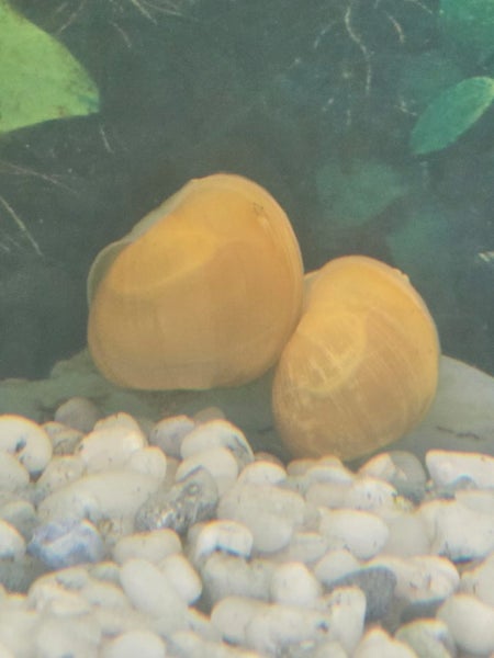 Apple snails Carousel 1