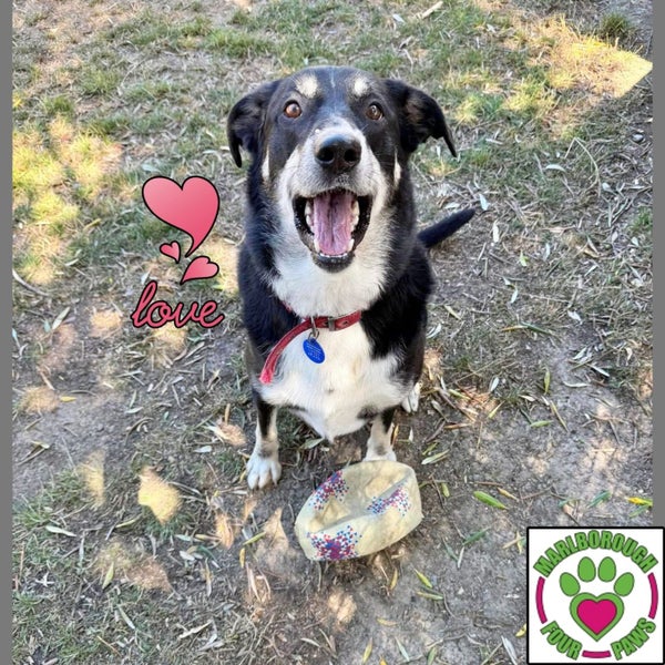 Tessa - lovely 4yr old female huntaway/collie cross - Marlborough Four Paws Carousel 1