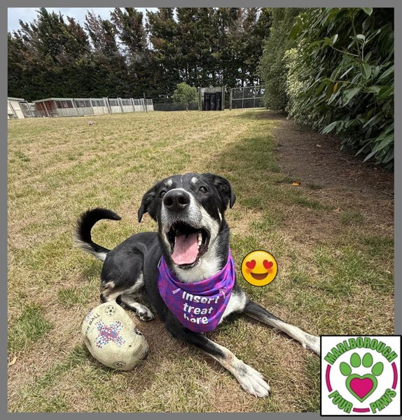 Tessa - lovely 4yr old female huntaway/collie cross - Marlborough Four Paws Carousel 2