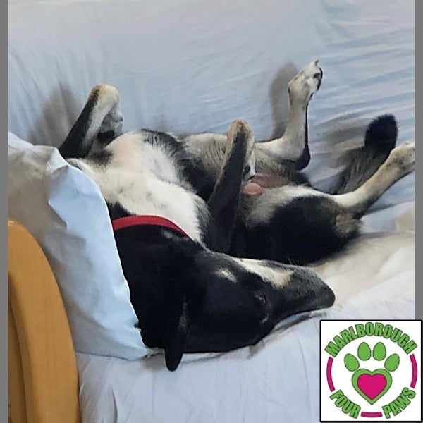 Tessa - lovely 4yr old female huntaway/collie cross - Marlborough Four Paws Carousel 7