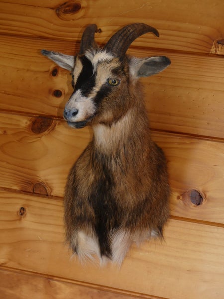 taxidermied goat head Carousel 1