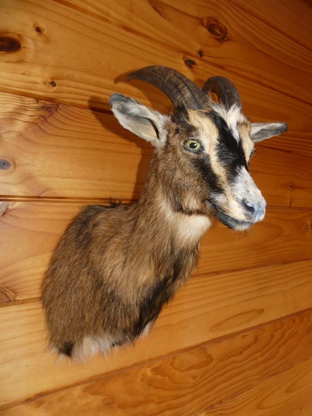 taxidermied goat head Carousel 3
