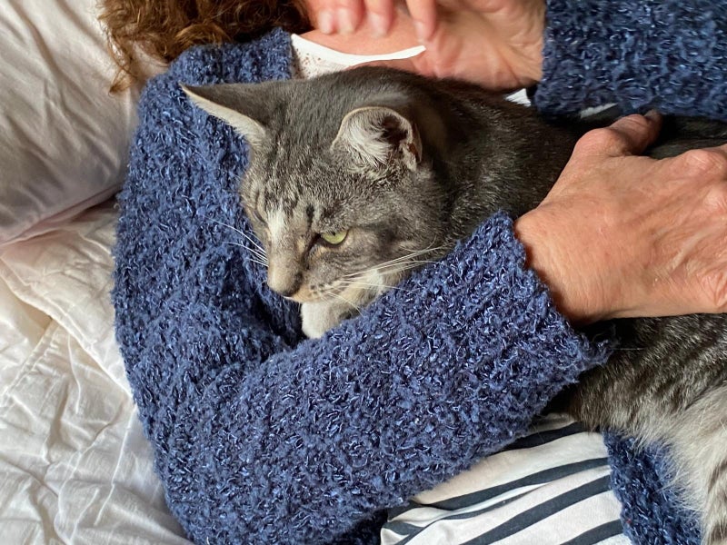 Brave Paws Cat Rescue - Cat - Timmy Carousel 2
