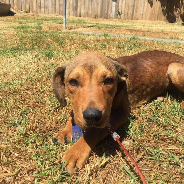 Aries - Good with Other Dogs and Children Carousel 1