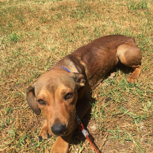 Aries - Good with Other Dogs and Children Carousel 2