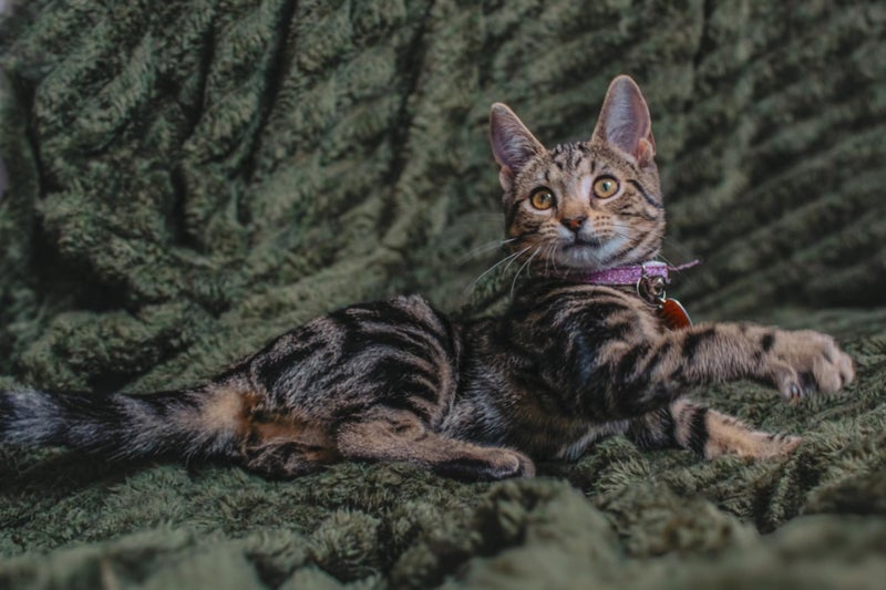 CAT RESCUE CHCH - Ready For Adoption Montana Carousel 2
