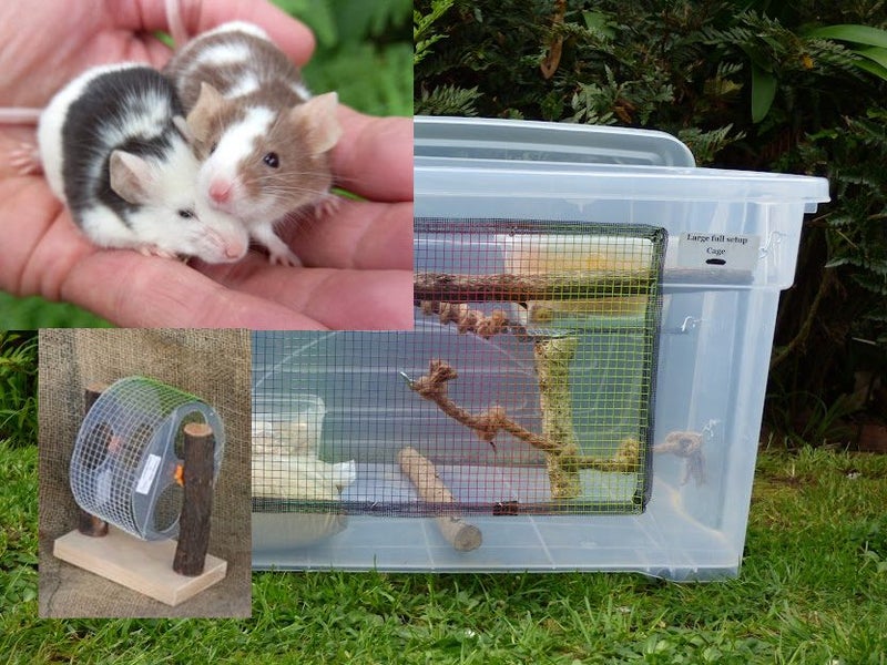 Full enclosure, wheel and two standard mice of your choice! Everything you need! Carousel 1