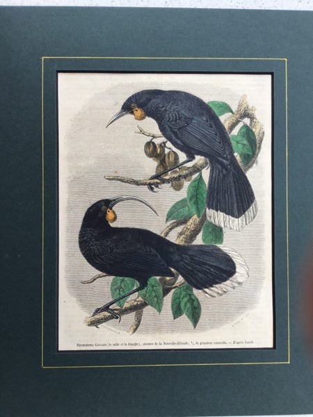 HUIA.Gould.Original hand coloured woodcut engraving. 1860 Carousel 1