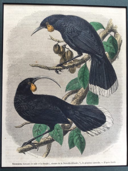 HUIA.Gould.Original hand coloured woodcut engraving. 1860 Carousel 2