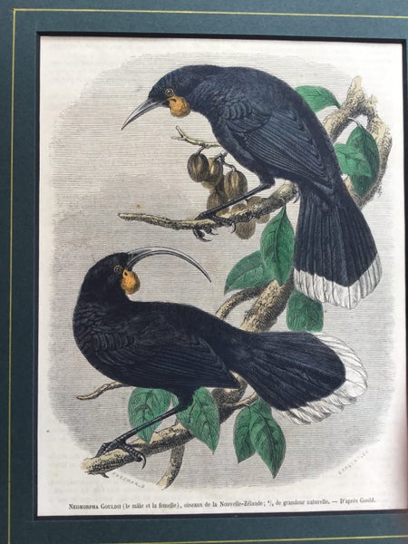 HUIA.Gould.Original hand coloured woodcut engraving. 1860 Carousel 3