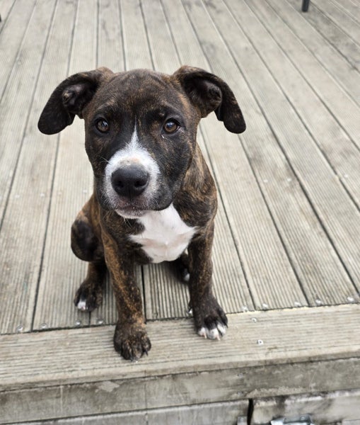 Eden (Ellie's Canine Rescue & Rehome) Carousel 2