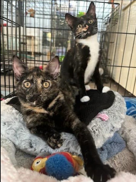 2 Rescue Kittens Cherry & Blossom Carousel 1