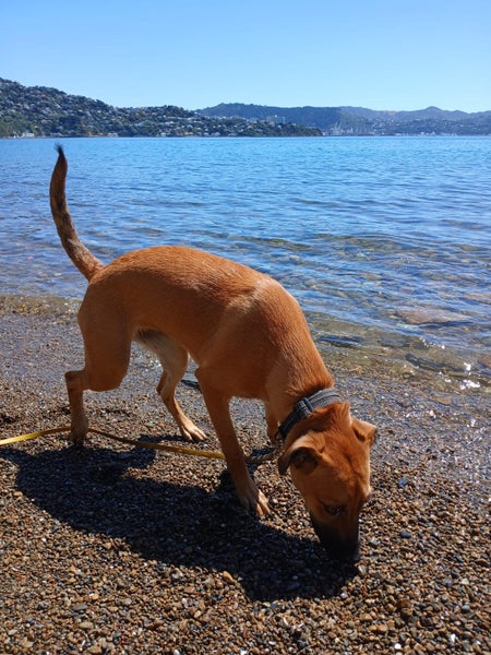 Leia (Ellie's Canine Rescue & Rehome) Carousel 5