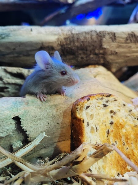 Free!!! Cute Female Pet Mice - ready now! In Nelson Carousel 3