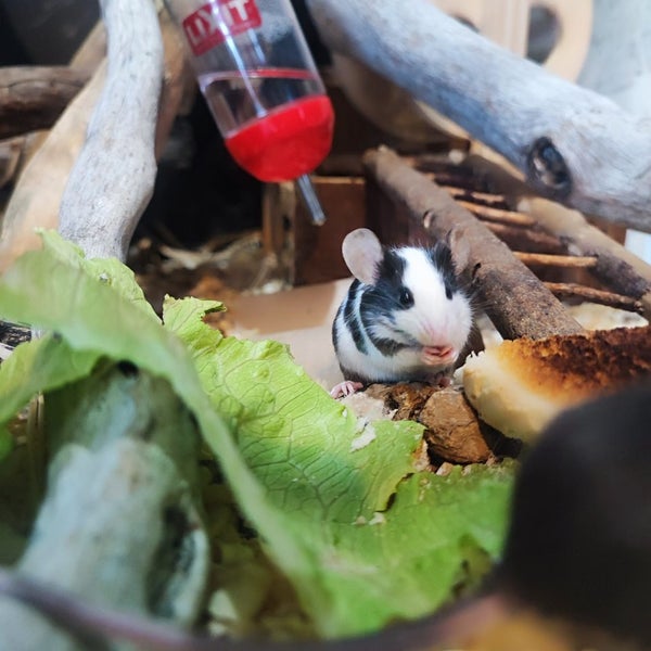 Free!!! Cute Female Pet Mice - ready now! In Nelson Carousel 2