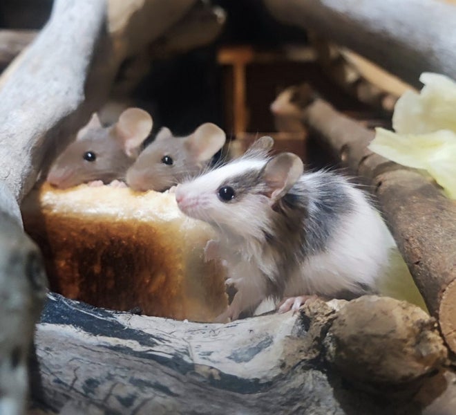 Free!!! Cute Female Pet Mice - ready now! In Nelson Carousel 1