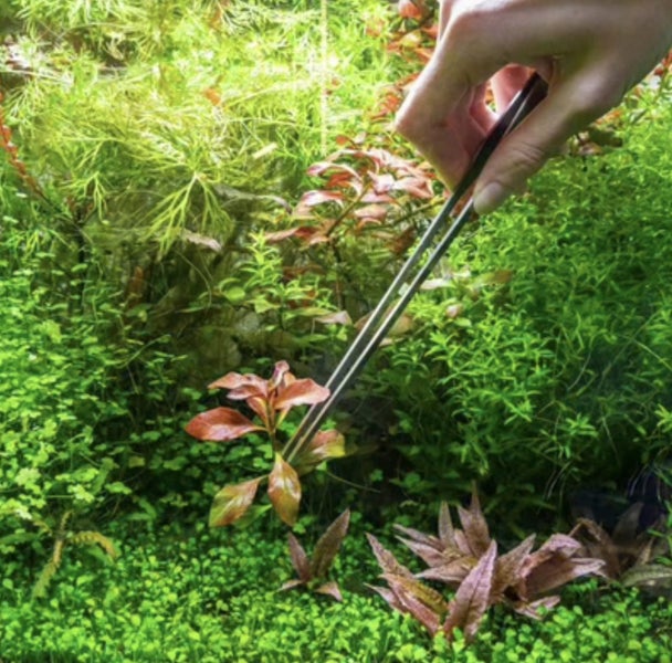 Planting Tweezer Carousel 1